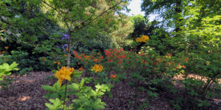 Sheffield Park Gardens