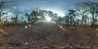 Fittleworth Common