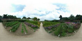 The Lost Gardens of Helligan