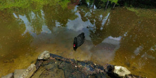 Leonardslee Mossy Ghyll Pond